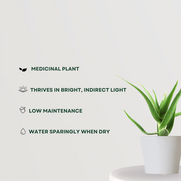 Aloe vera indoor plant